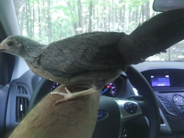 36425030_1933476283370478_3658731271929987072_n