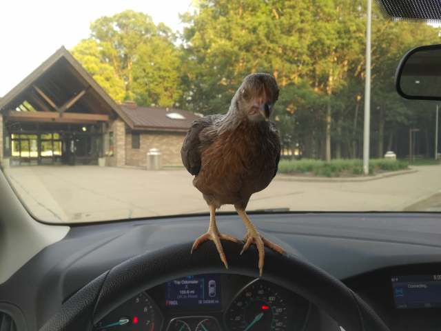 36430345_1933476110037162_540950873233162240_n